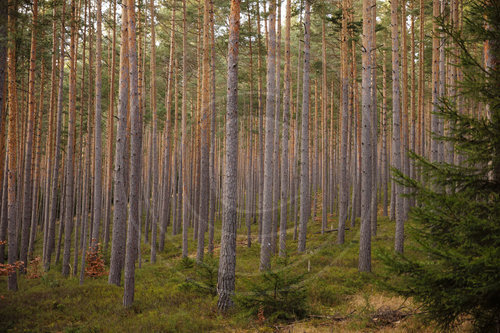 Thueringer Wald