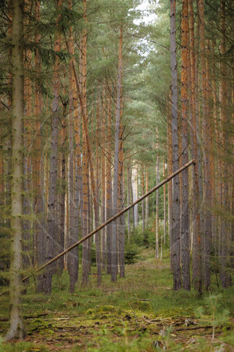 Thueringer Wald