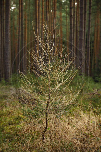 Abgestorbener Baum im Thueringer Wald