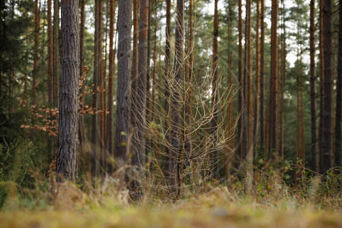 Abgestorbener Baum im Thueringer Wald