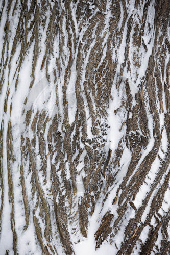 Baum im Schnee