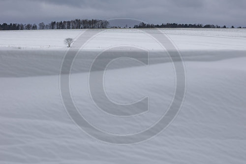 Baeume im Schnee