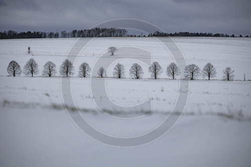 Baeume im Schnee