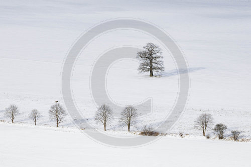 Baeume im Schnee