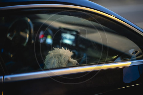 Hund im Auto