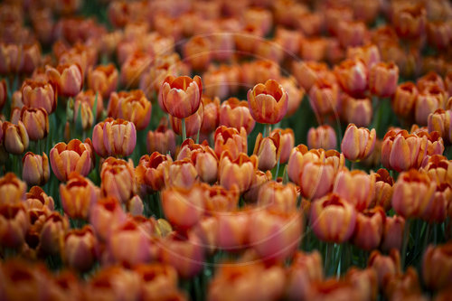 Tulpen