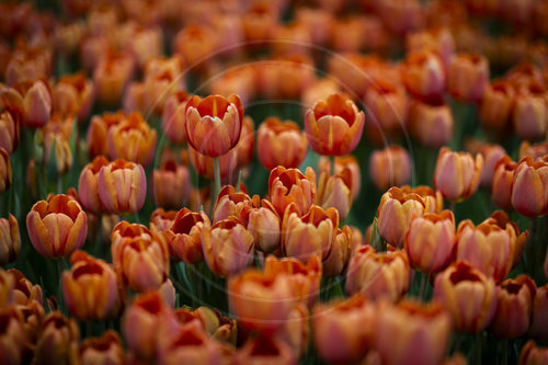 Tulpen