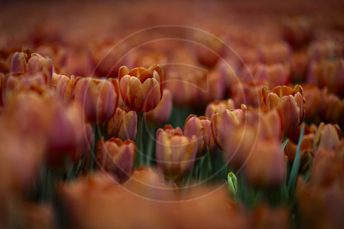 Tulpen