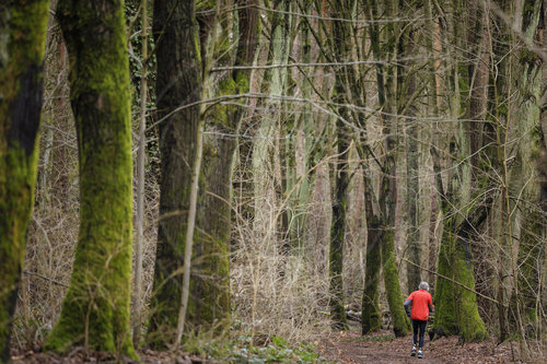 Joggen im Wald