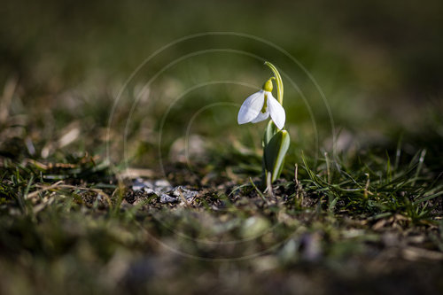 Schneegloeckchen