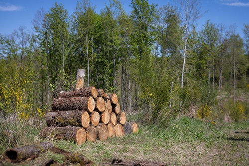 Holzstapel