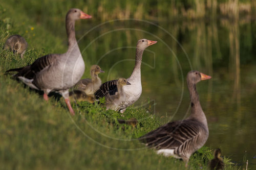 Graugans mit Nachwuchs