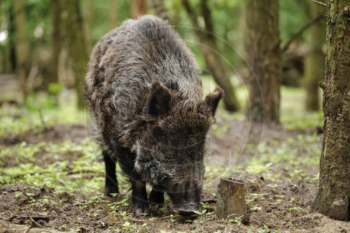Wildschweine