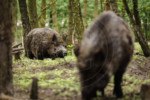 Wildschweine