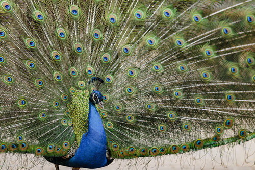 Blauer Pfau