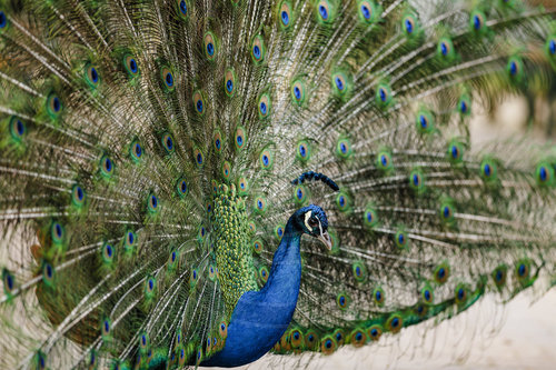 Blauer Pfau