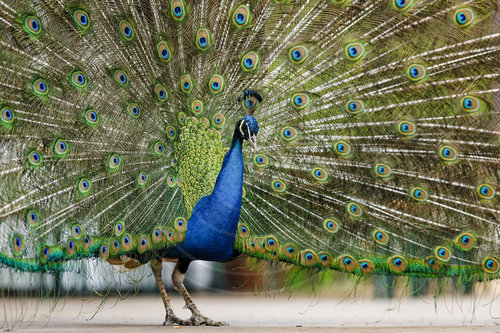 Blauer Pfau
