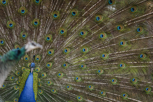 Blauer Pfau