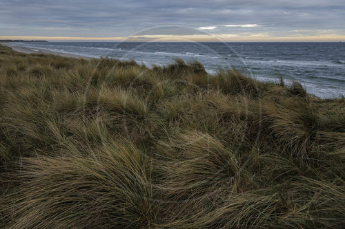 Weststrand - Darss