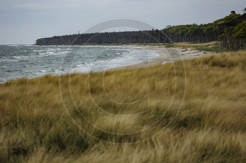 Weststrand - Darss