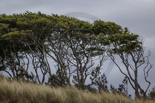 Weststrand - Darss