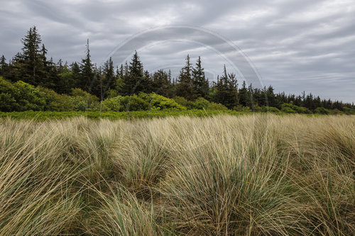Weststrand - Darss
