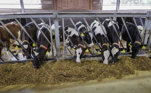 Kaelber in einem Stall