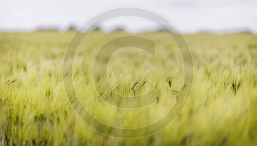 Feld mit gruenen Gersten- oder Getreidehalmen