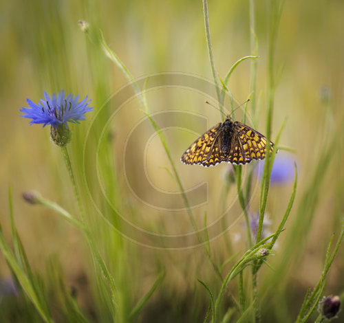 Schmetterling und Kornblume