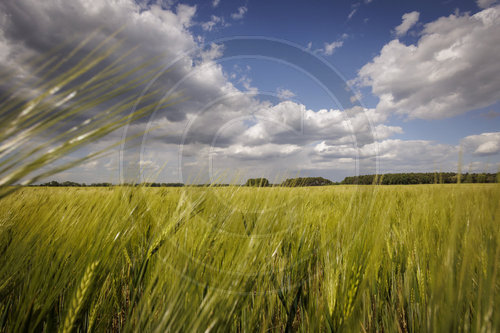 Feld mit gruenen Gersten- oder Getreidehalmen