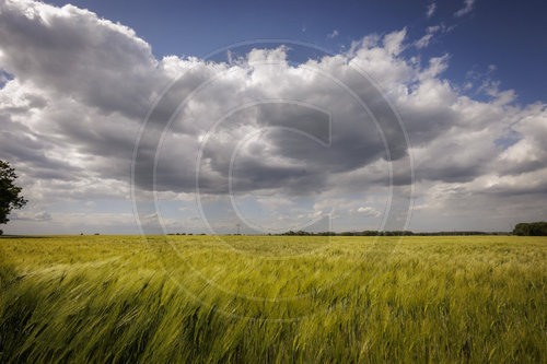 Feld mit gruenen Gersten- oder Getreidehalmen