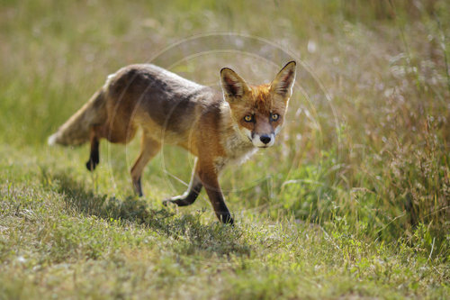 Fuchs in Brandenburg