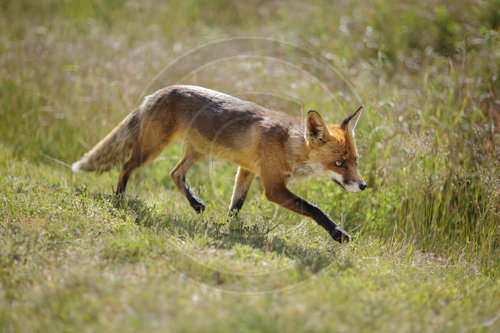 Fuchs in Brandenburg