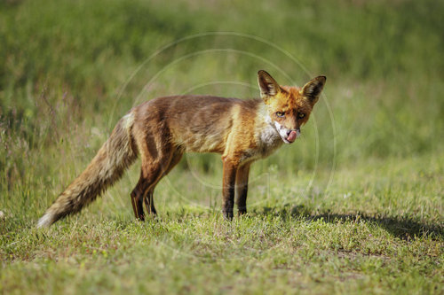 Fuchs in Brandenburg
