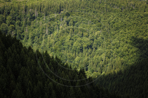 Wald im Harz