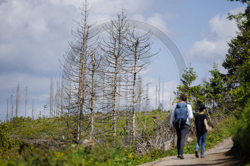Waldsterben im Harz