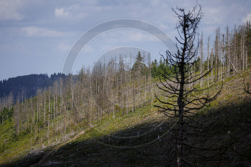 Waldsterben im Harz