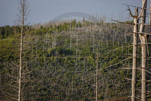 Waldsterben im Harz