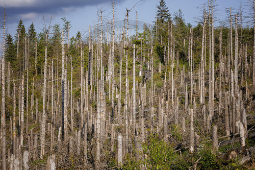 Waldsterben im Harz