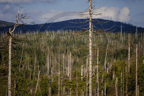 Waldsterben im Harz