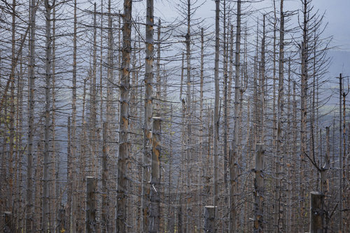 Waldsterben im Harz