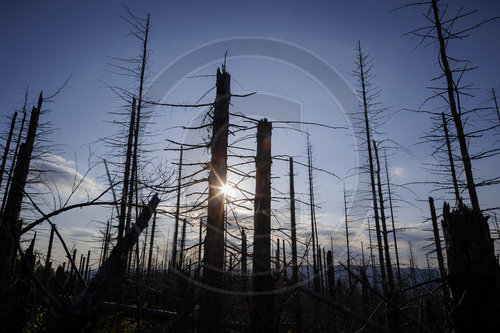 Waldsterben im Harz