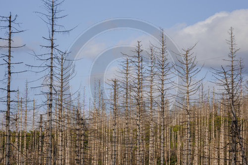 Waldsterben im Harz