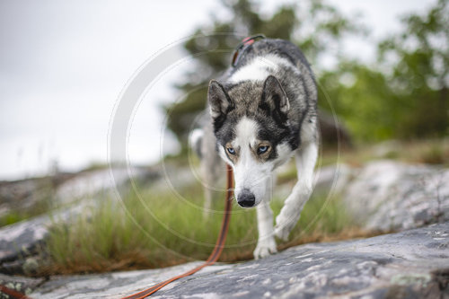 Urlaub mit Hund