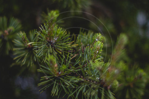Natur in Schweden