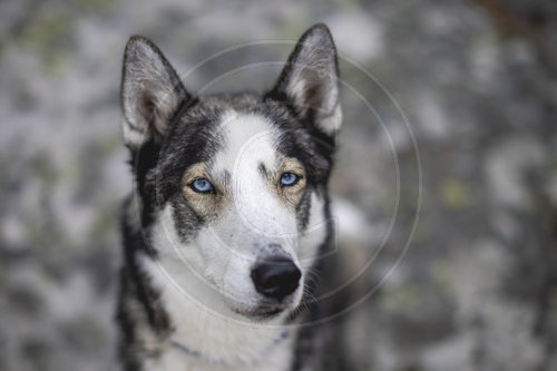 Siberian Husky Portrait