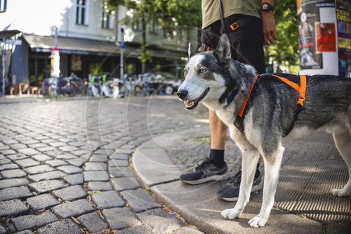 Hund im Strassenverkehr