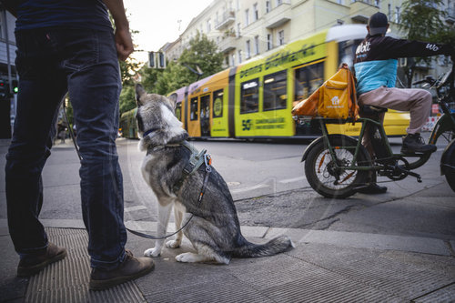 Hund im Strassenverkehr
