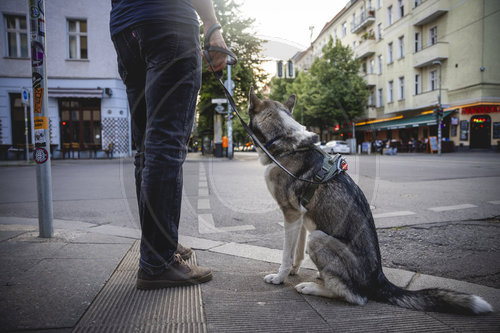 Hund im Strassenverkehr