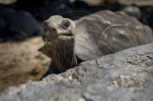 Aldabra-Riesenschildkroete